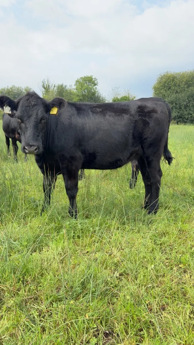 Angus Heifers - Image 4