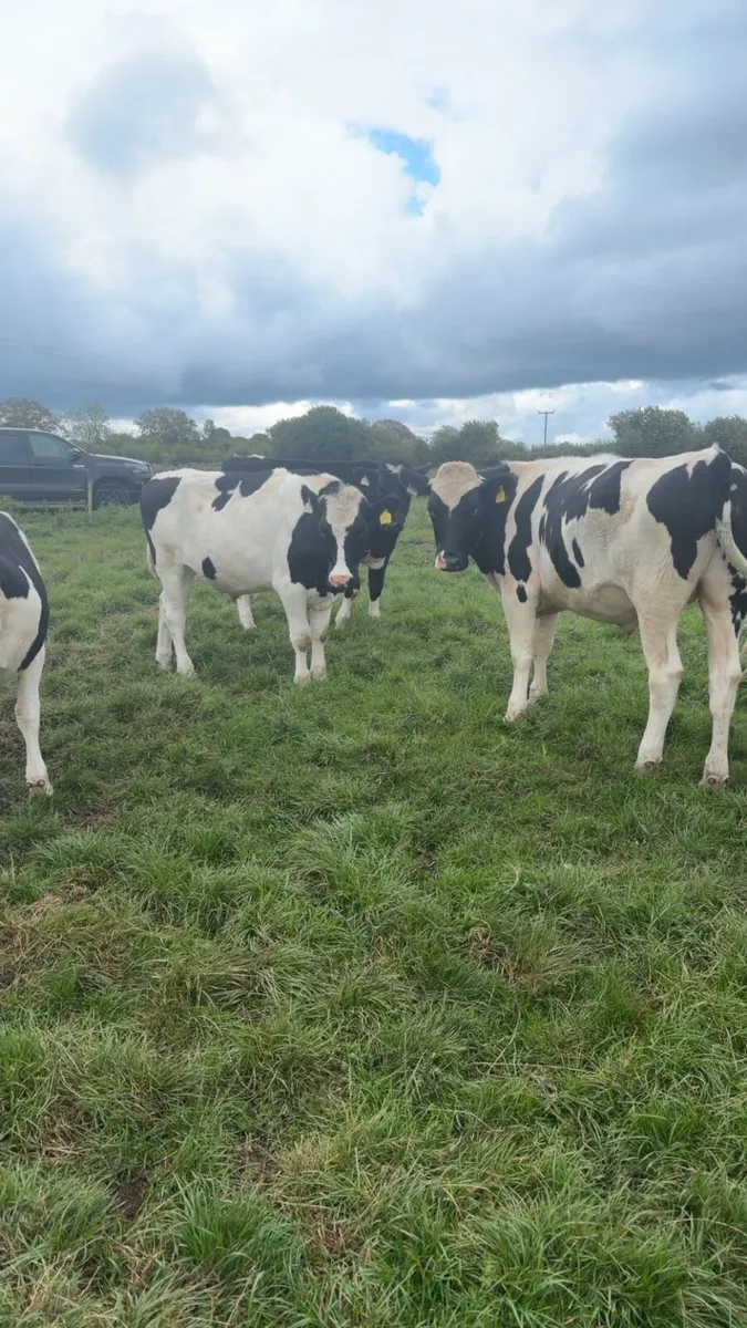 Freisian Bullocks - Image 1
