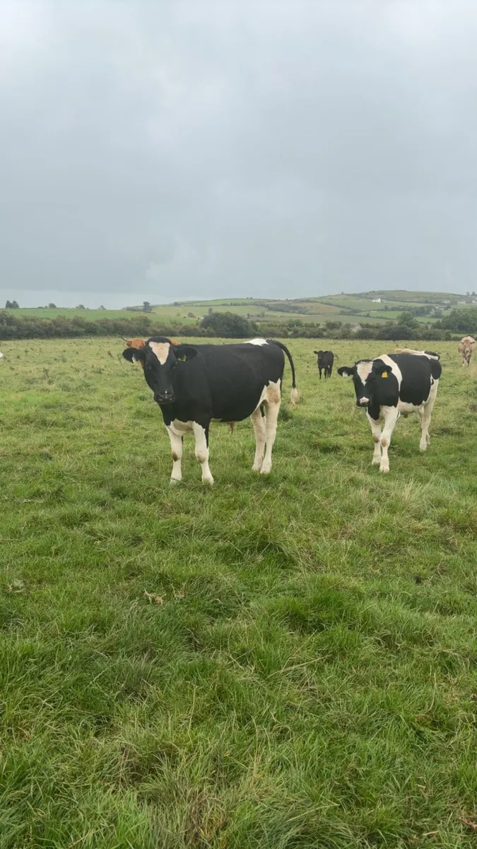 Freisian Bullocks - Image 2