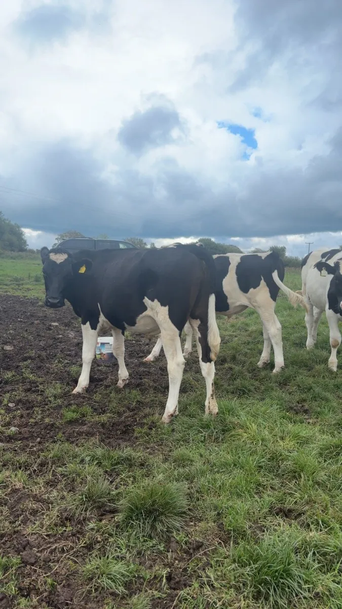 Freisian Bullocks - Image 3