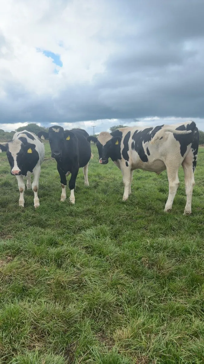 Freisian Bullocks - Image 4