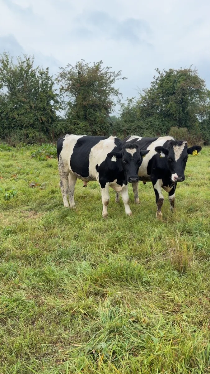 Freisian Runners Super Bullocks - Image 4