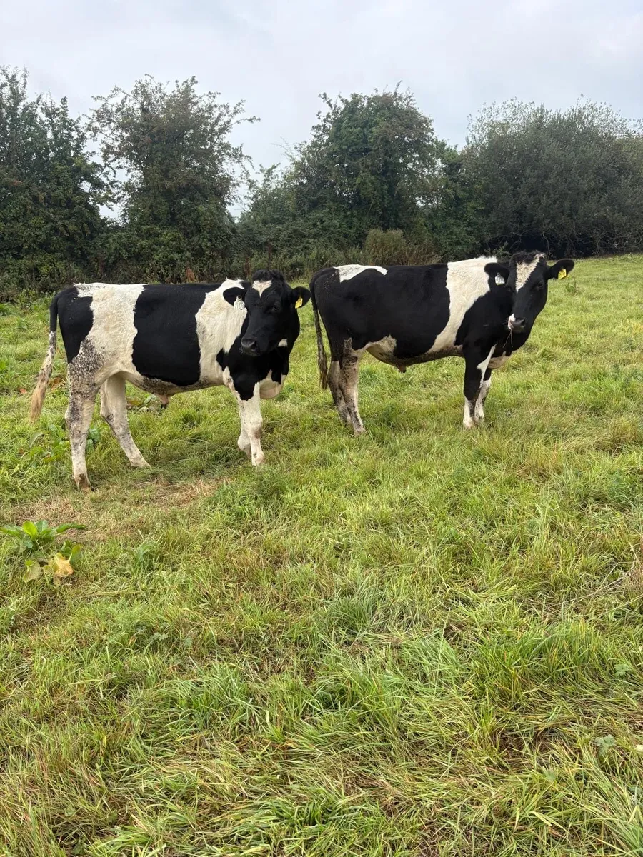 Freisian Runners Super Bullocks - Image 1