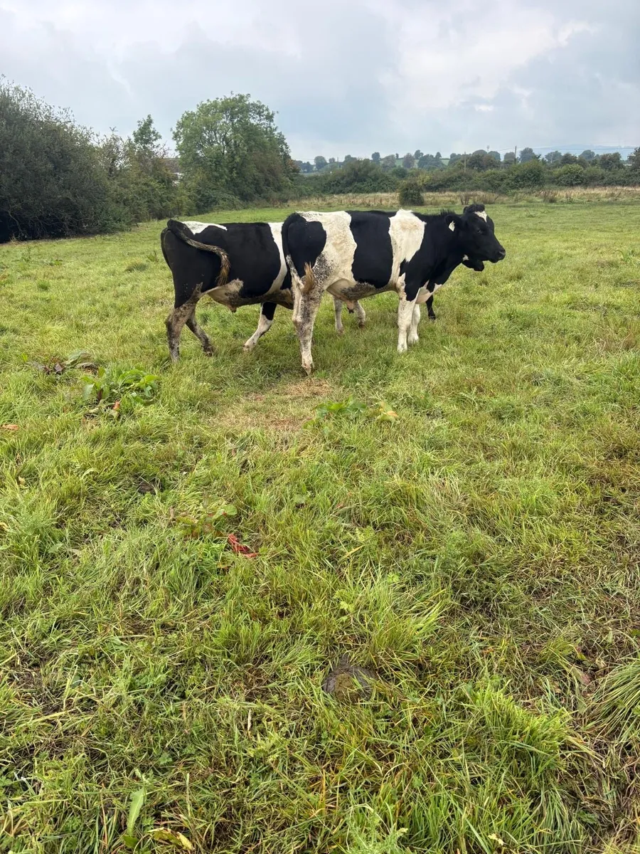 Freisian Runners Super Bullocks - Image 2