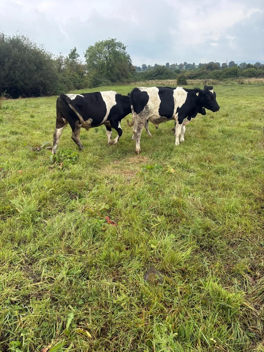 Freisian Runners Super Bullocks - Image 3