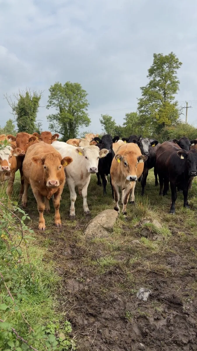 Continental Heifers - Image 1
