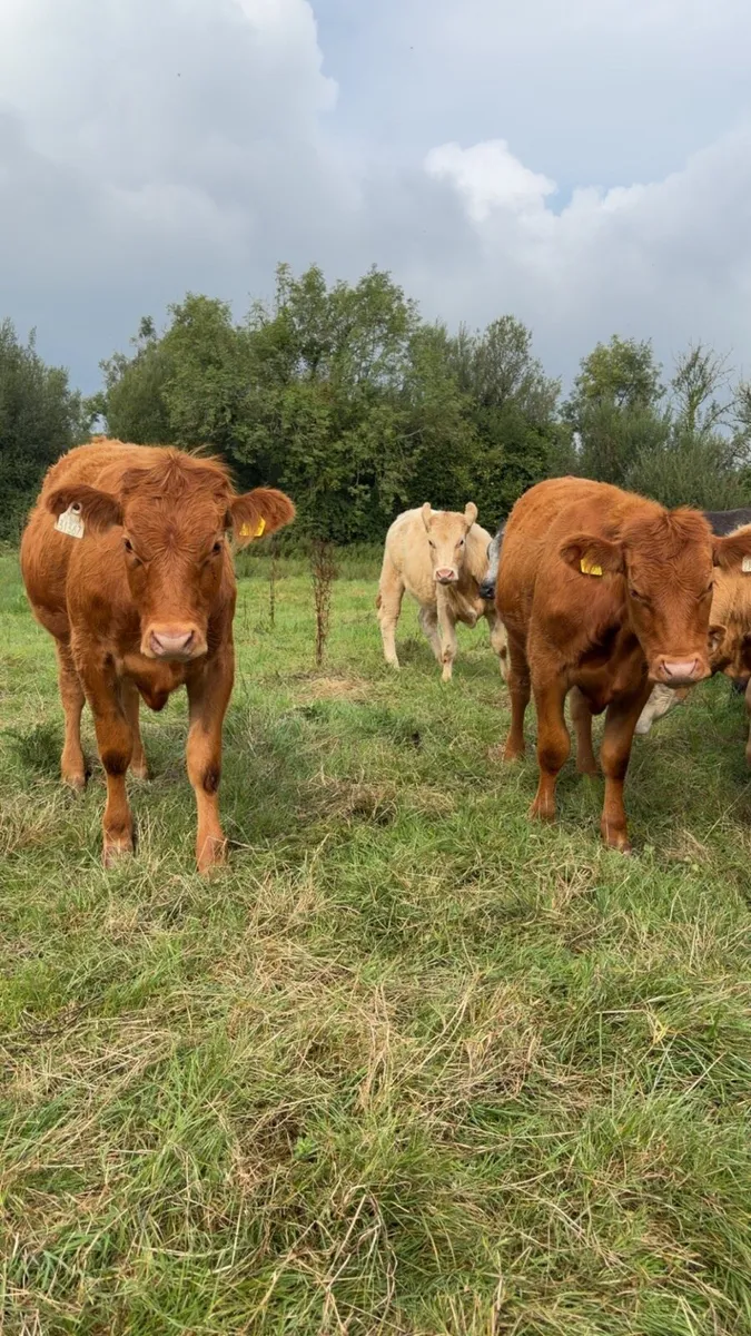 Continental Heifers - Image 2