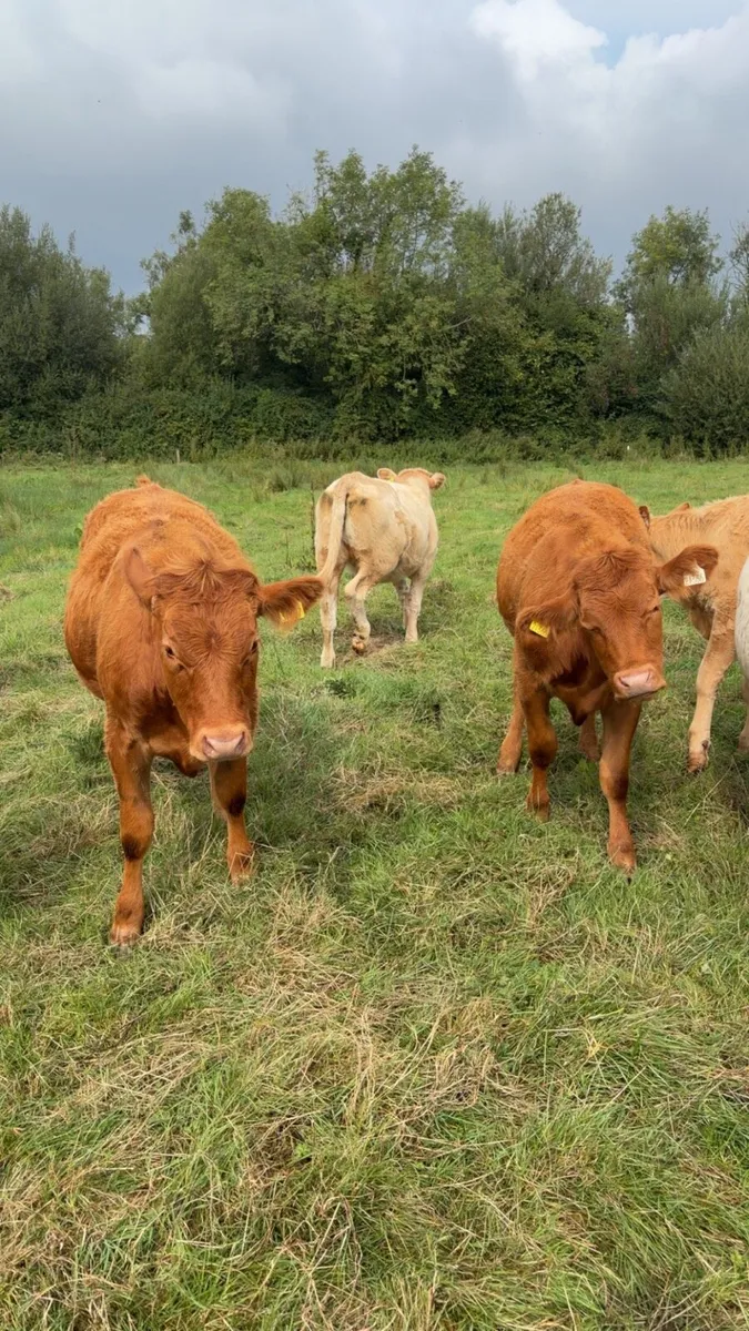 Continental Heifers - Image 3