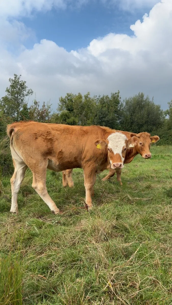 Continental Heifers - Image 4