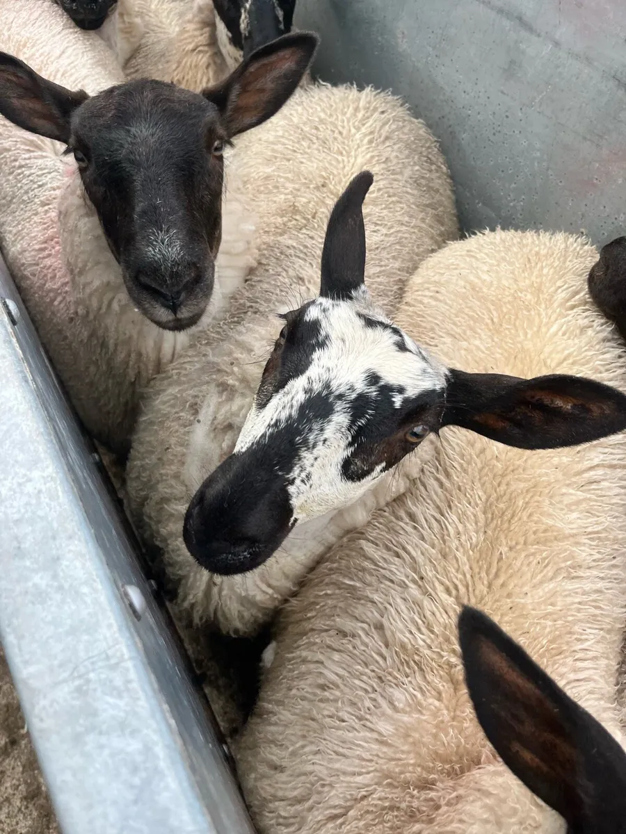 Milford/suffolk ewe lambs - Image 4
