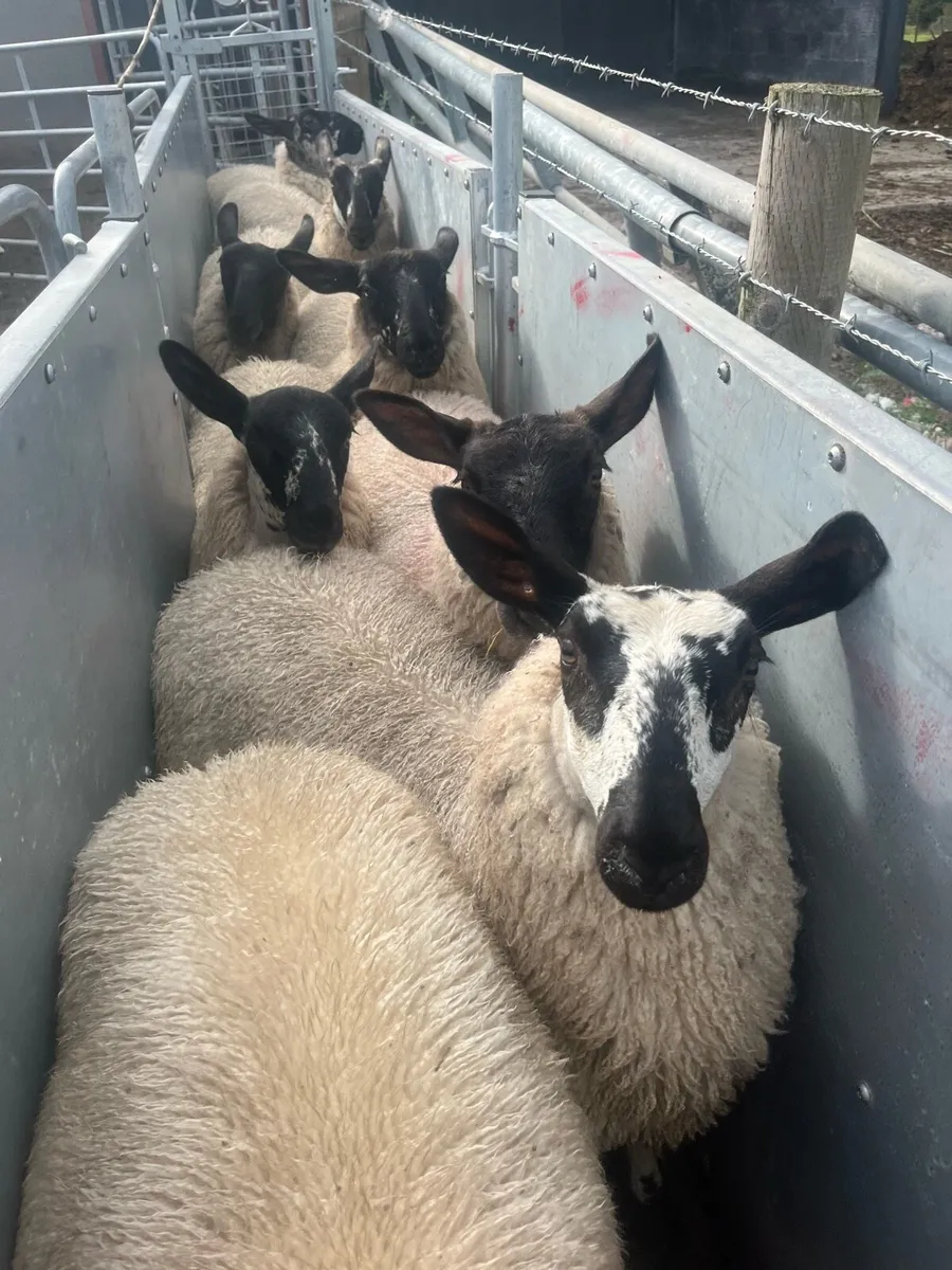 Milford/suffolk ewe lambs - Image 1