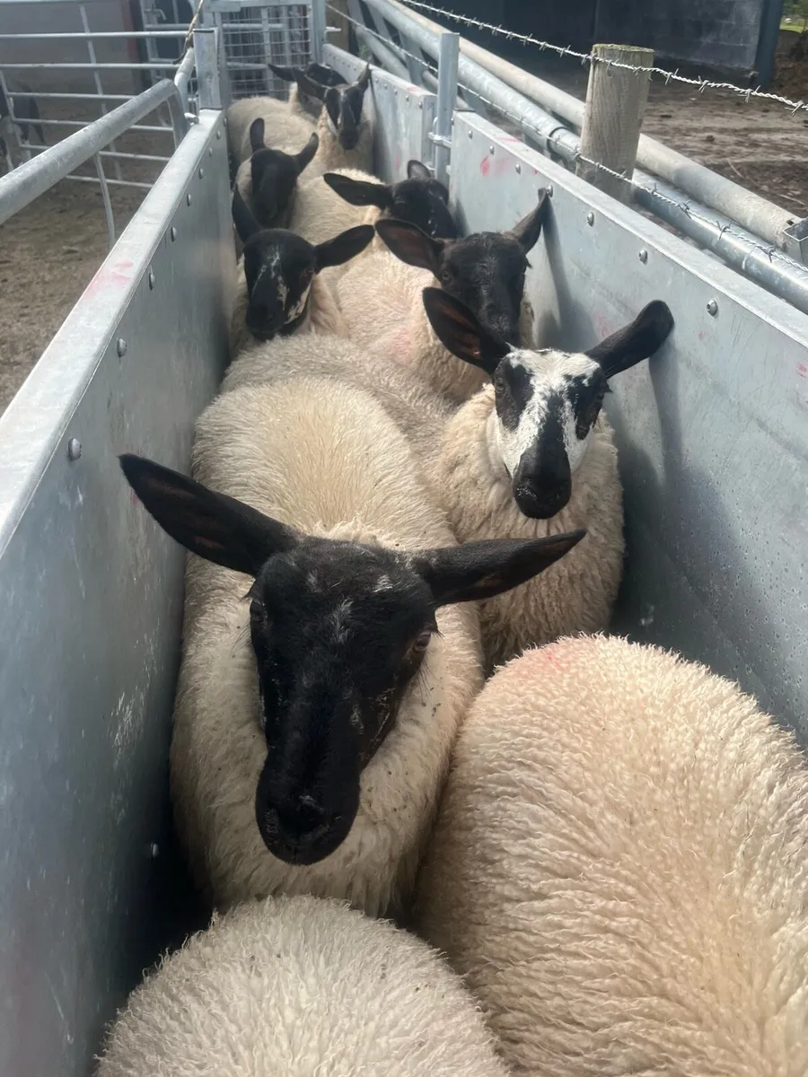 Milford/suffolk ewe lambs - Image 2