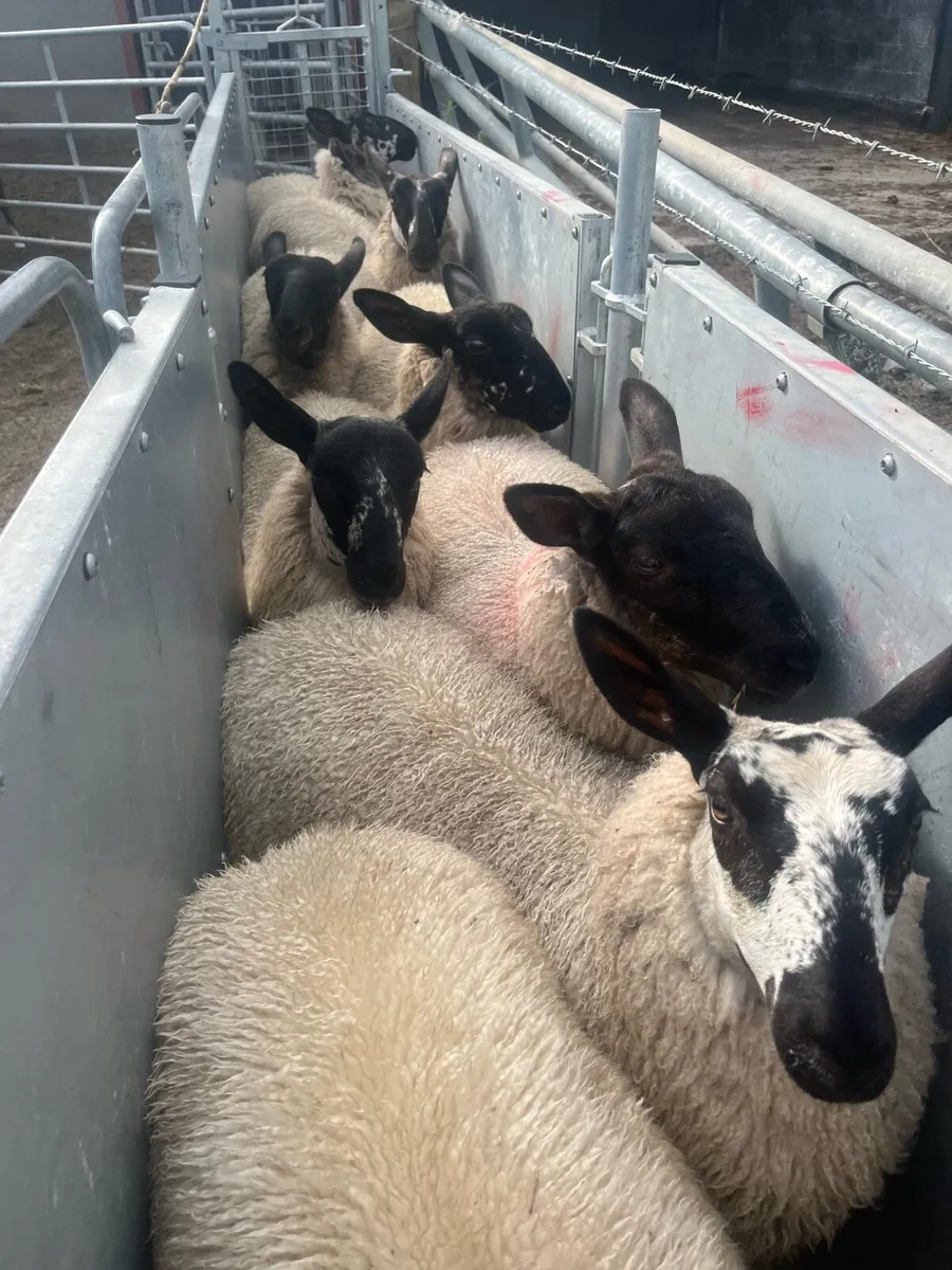 Milford/suffolk ewe lambs - Image 3