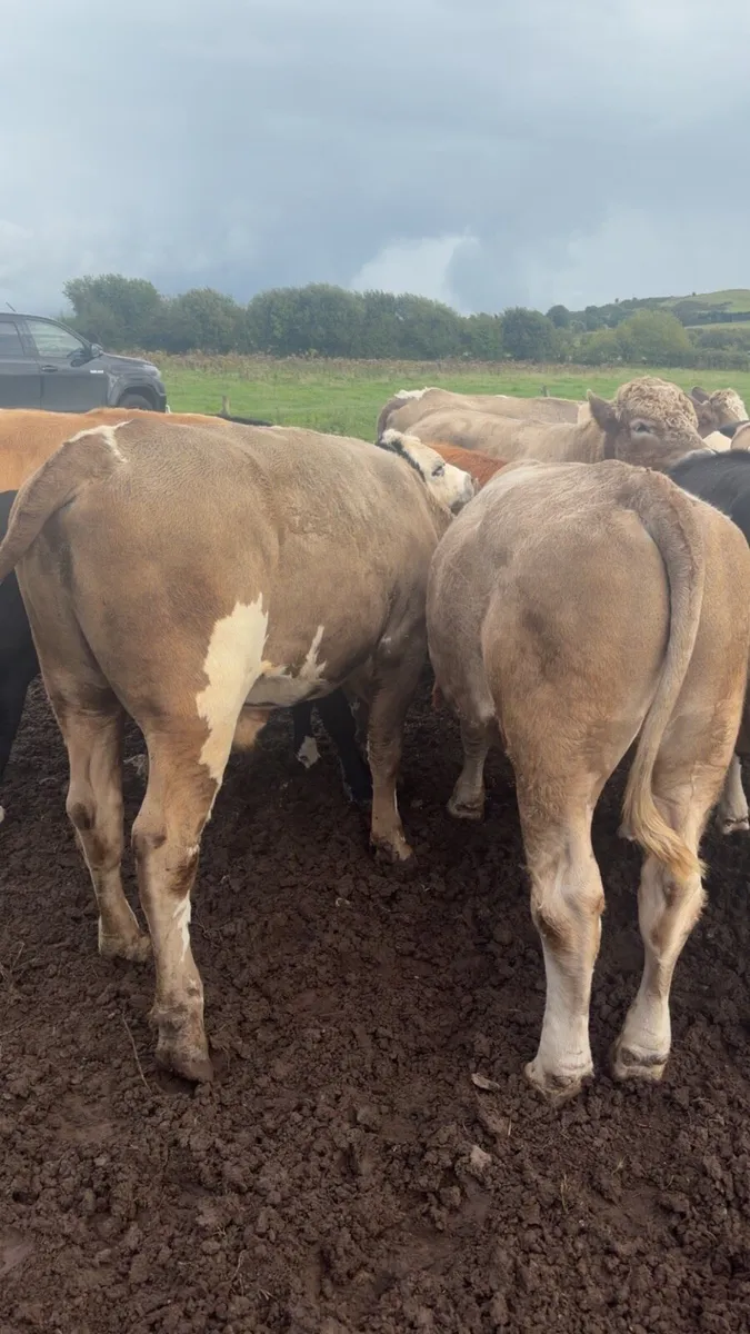 Heavy Bullocks - Image 1