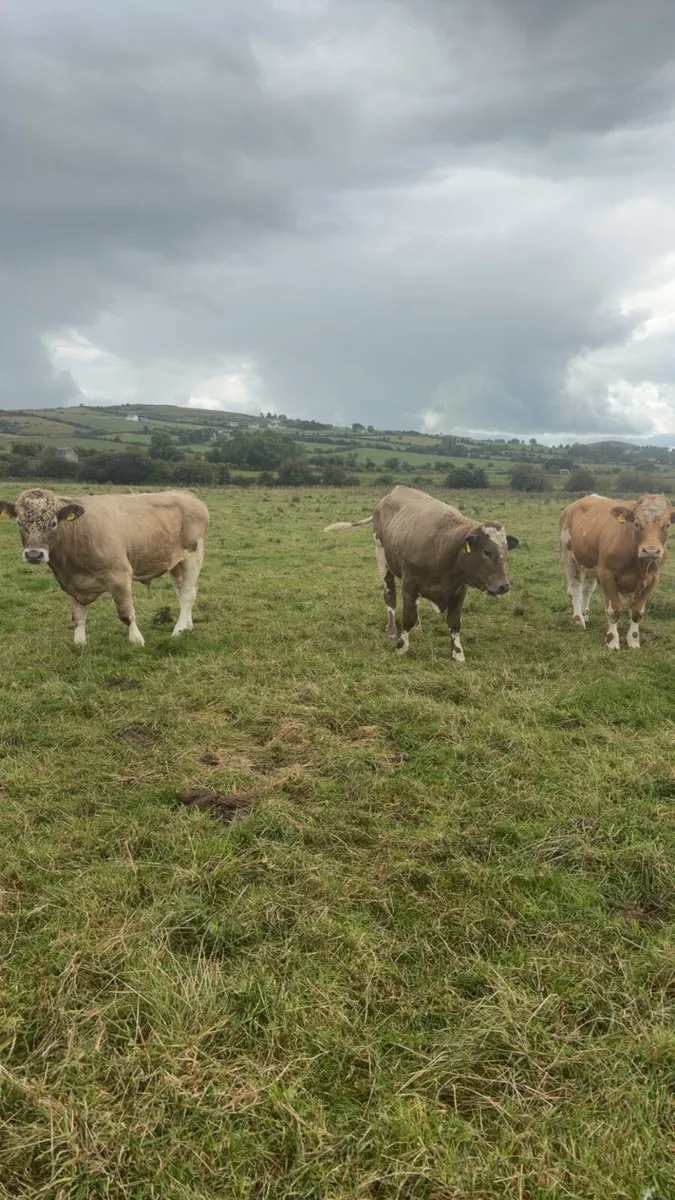 Heavy Bullocks - Image 2
