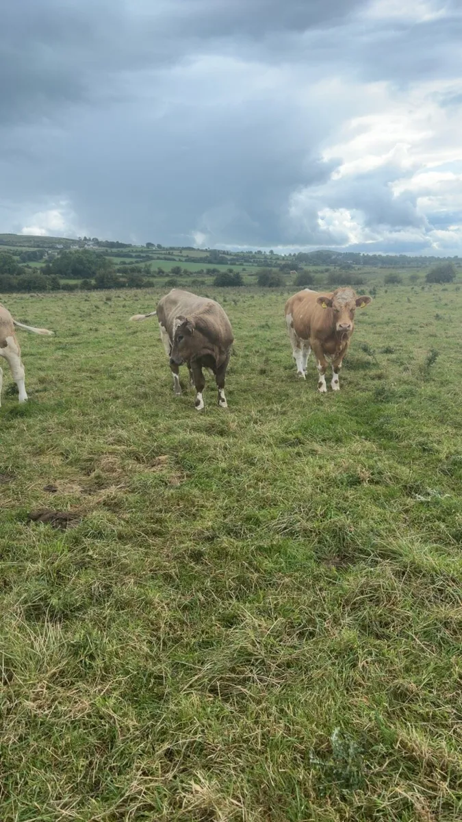 Heavy Bullocks - Image 3