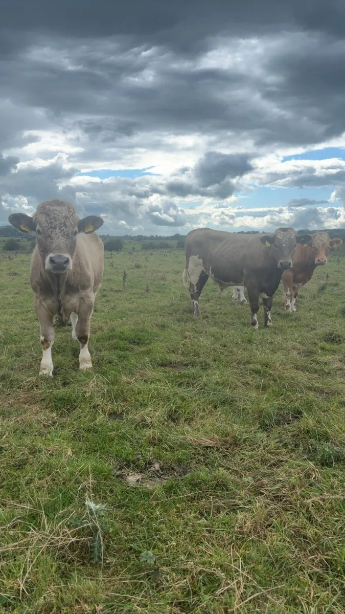 Heavy Bullocks - Image 4
