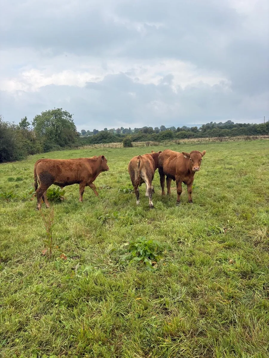 Limousin Suckler Bullocks - Image 4