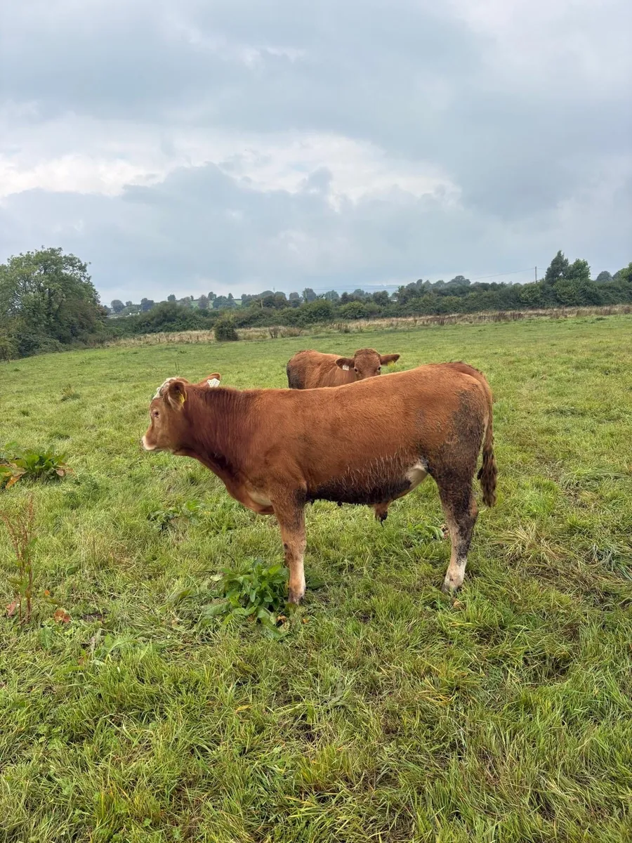Limousin Suckler Bullocks - Image 1
