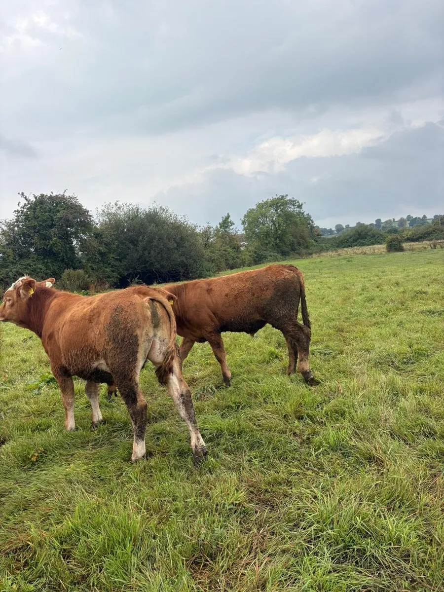 Limousin Suckler Bullocks - Image 2