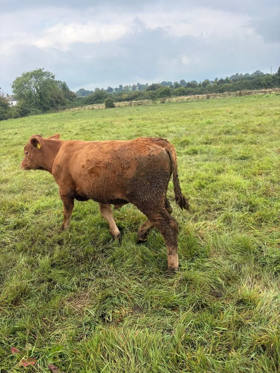 Limousin Suckler Bullocks - Image 3
