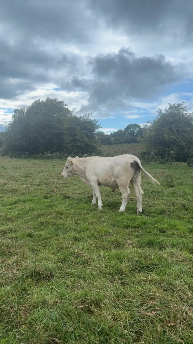 Charlaois Bullocks - Image 4