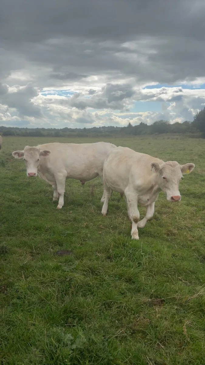 Charlaois Bullocks - Image 1