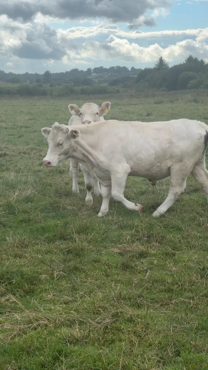 Charlaois Bullocks - Image 2