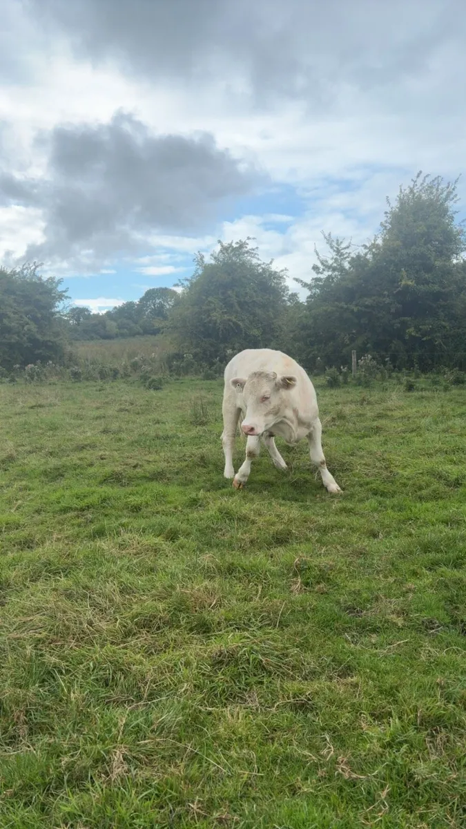 Charlaois Bullocks - Image 3