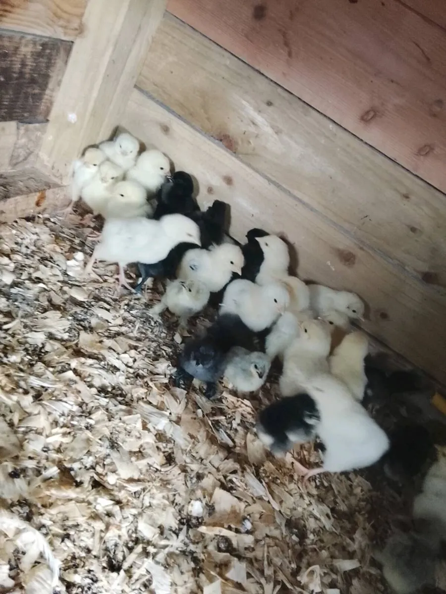 Pekin, silkie , Sussex and ayam cemani chicks - Image 1