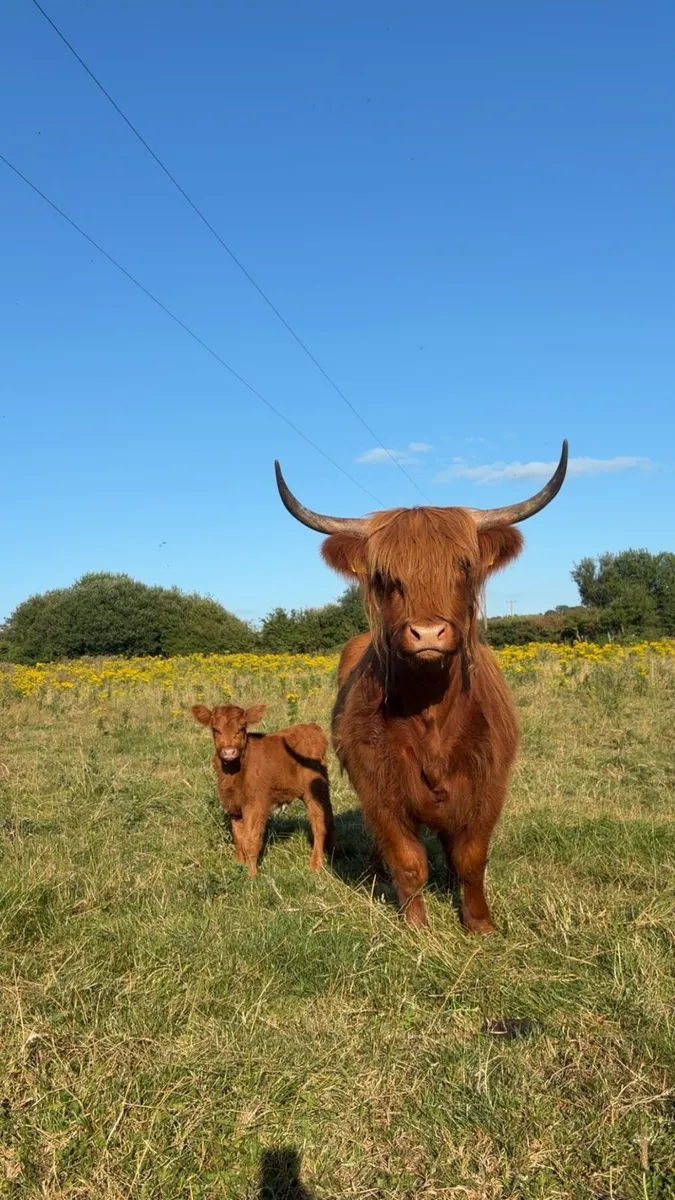 Highland Cow and Calf - Image 1