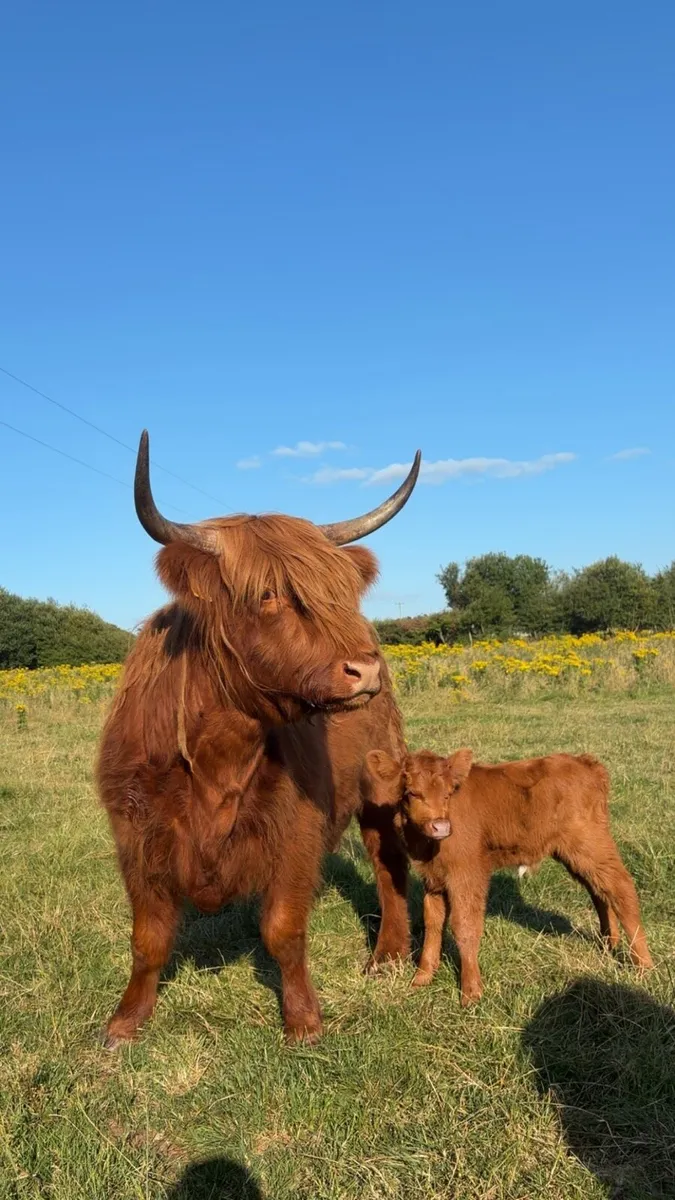 Highland Cow and Calf - Image 2