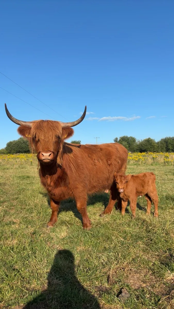 Highland Cow and Calf - Image 3