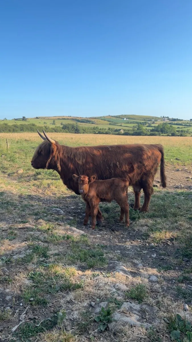 Highland Cow and Calf - Image 4