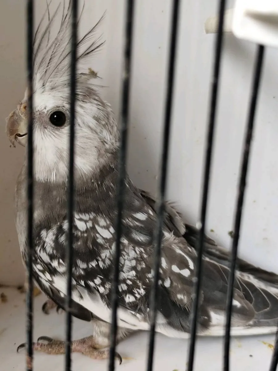 Birds - Image 1