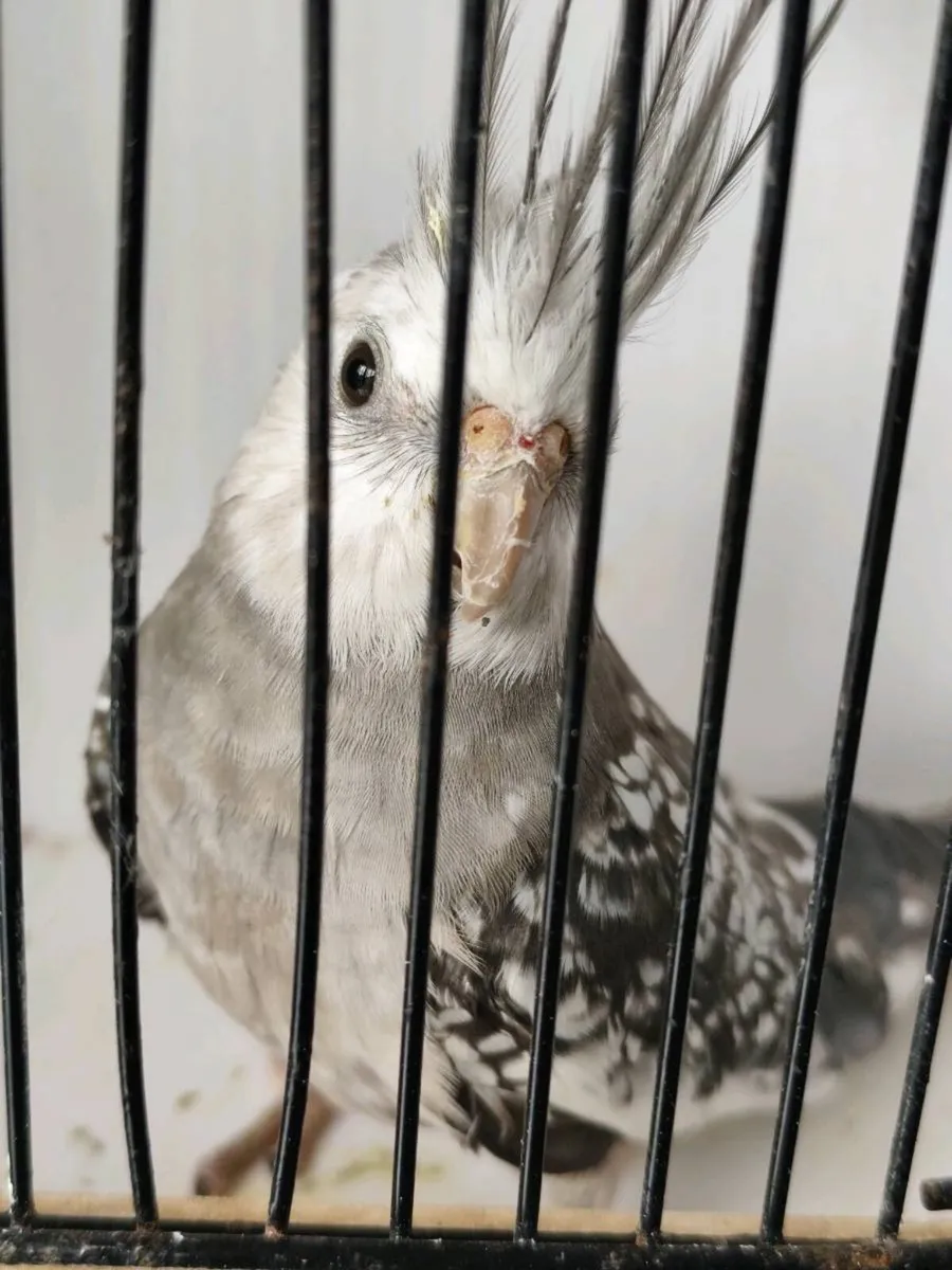 Birds - Image 2