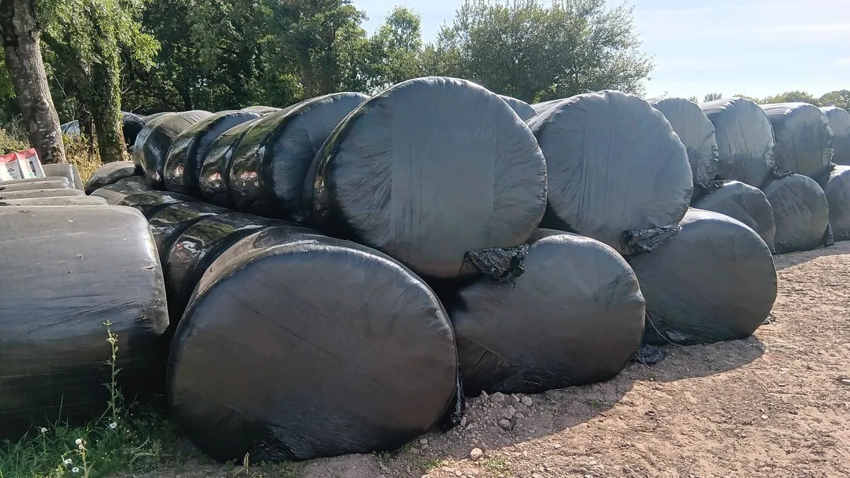Silage bales - Image 1