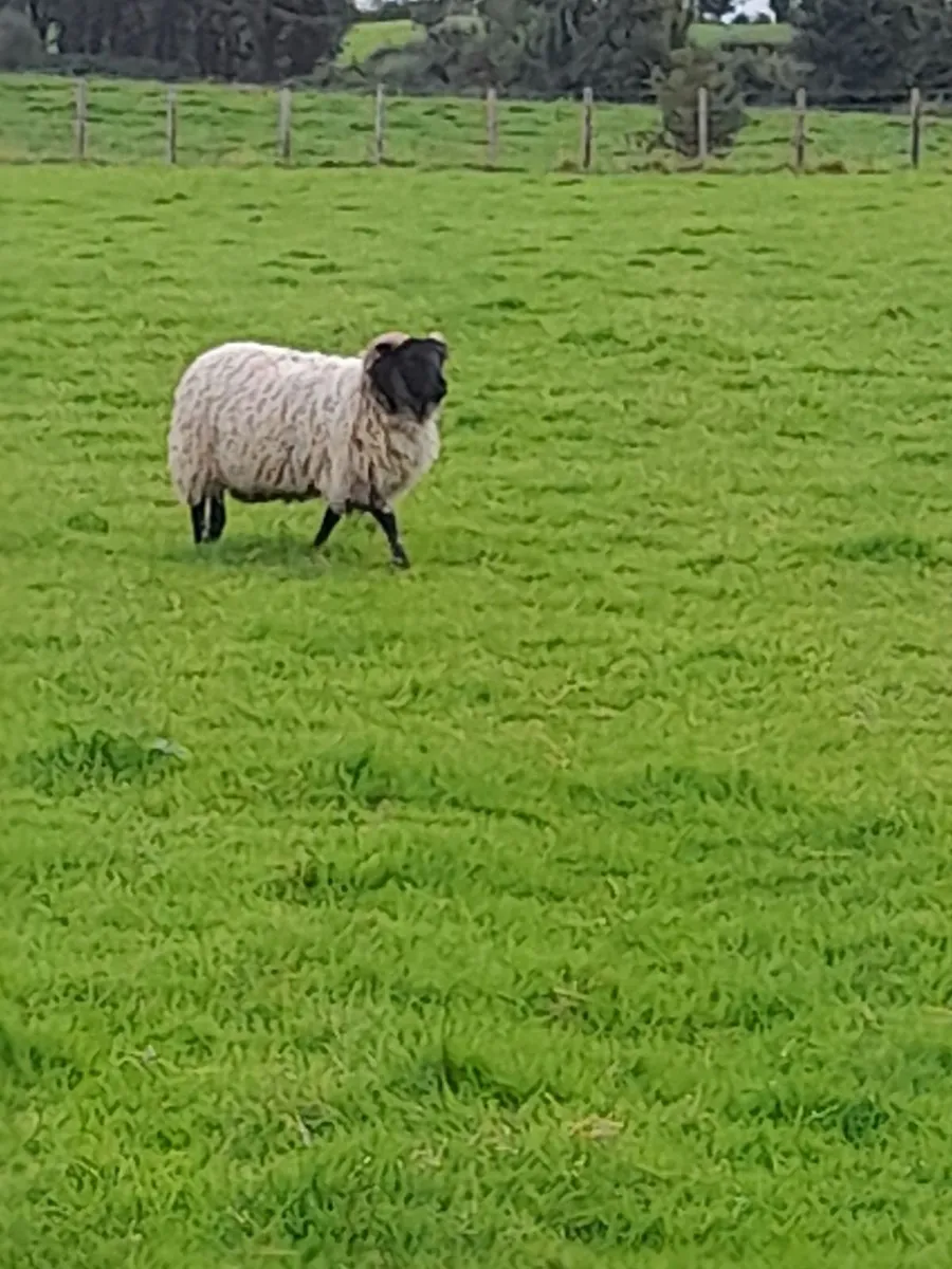 Mountain Ewe Lambs - Image 1
