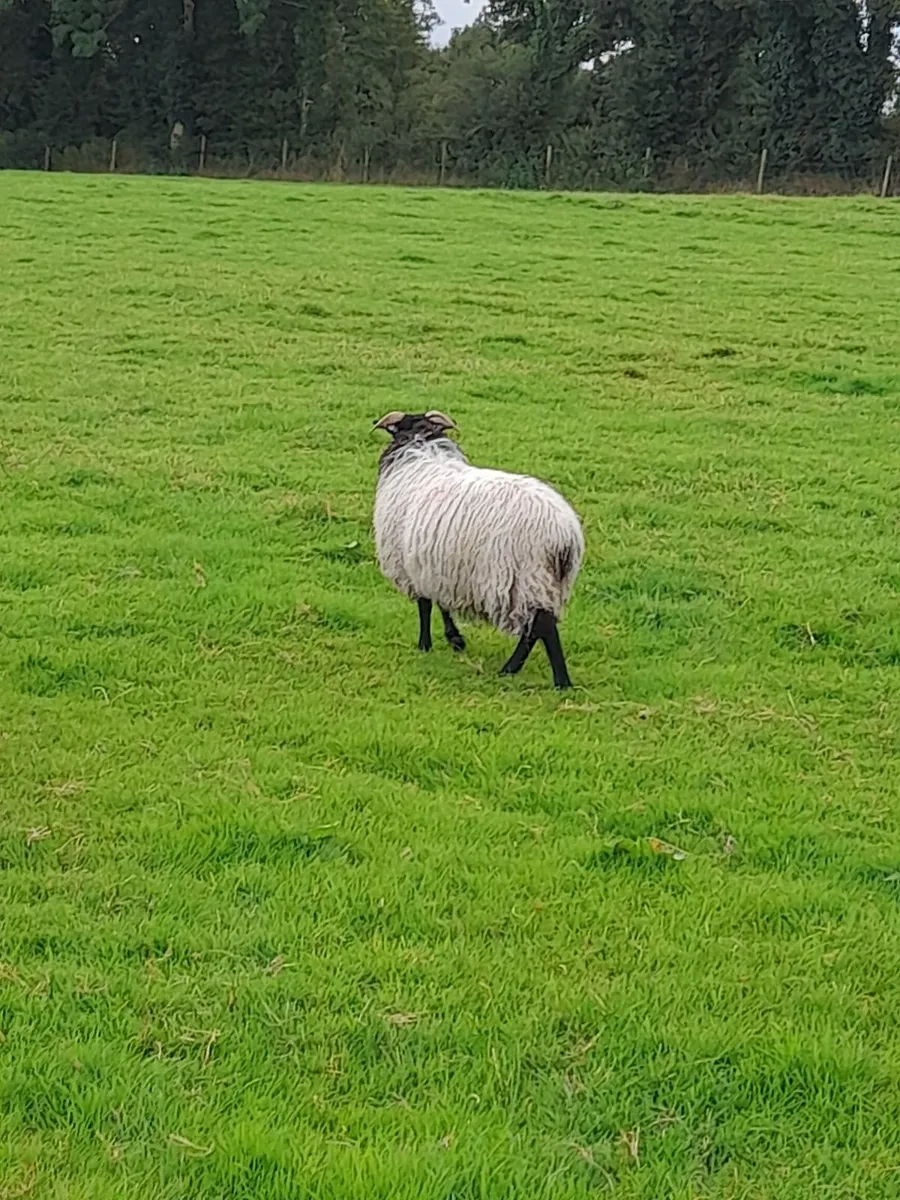 Mountain Ewe Lambs - Image 2
