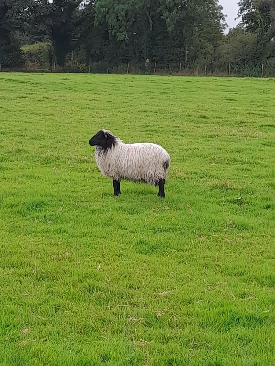 Mountain Ewe Lambs - Image 3
