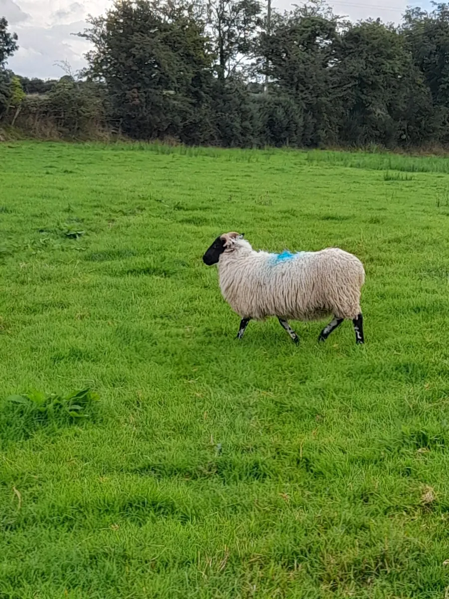 Mountain Ewe Lambs - Image 4