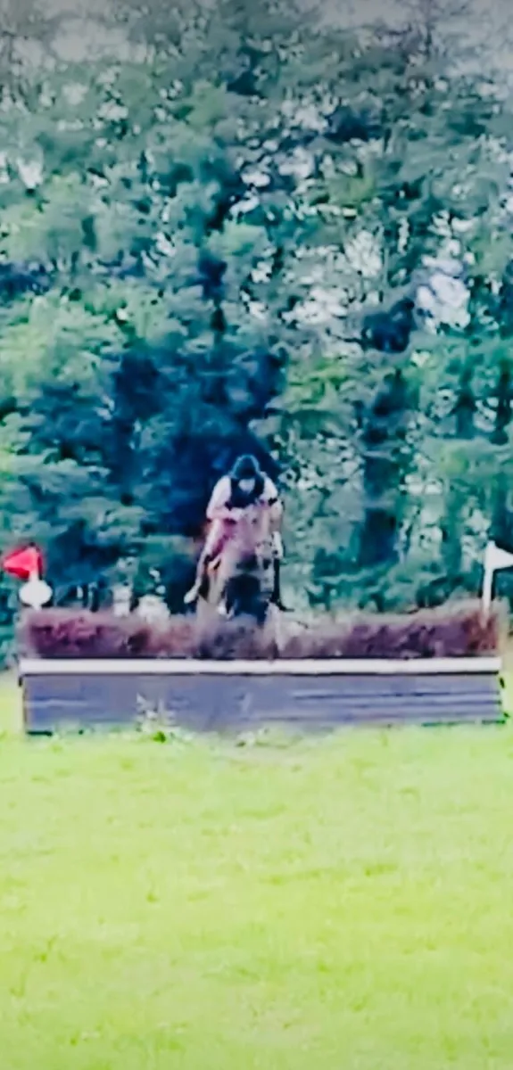 Smashing Bay Mare - Image 3