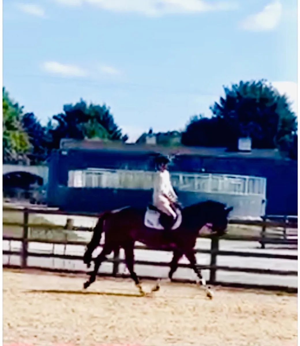 Smashing Bay Mare - Image 4