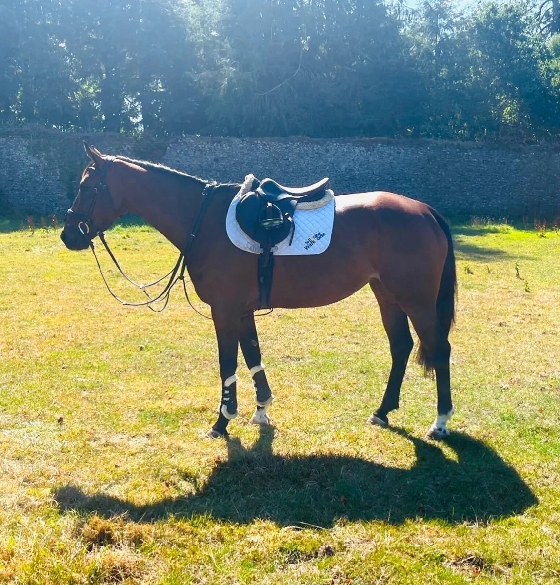 Smashing Bay Mare - Image 1