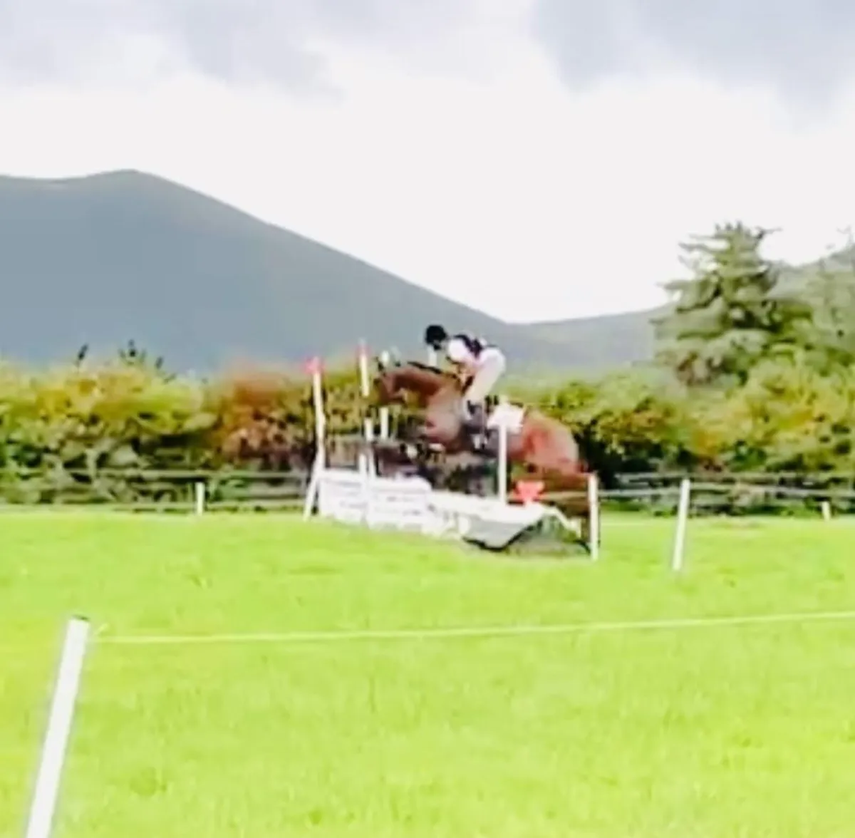 Smashing Bay Mare - Image 2
