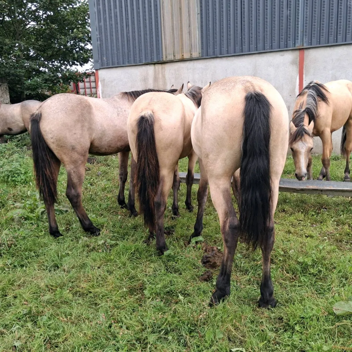 Dun connemara fillies - Image 1