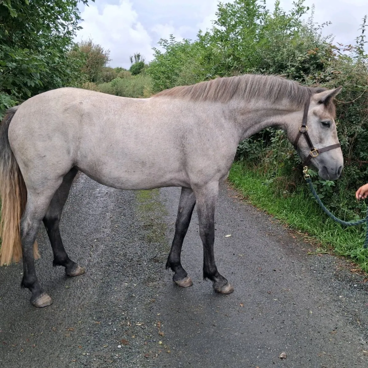 Dun connemara fillies - Image 3