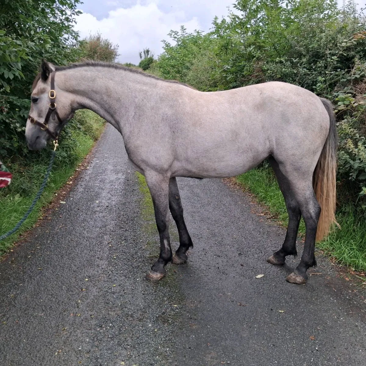 Dun connemara fillies - Image 4