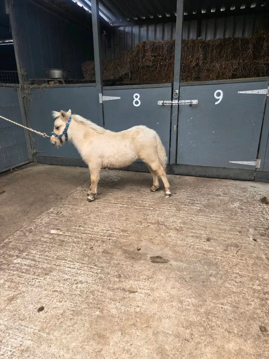 Miniature Colt Foal. - Image 2