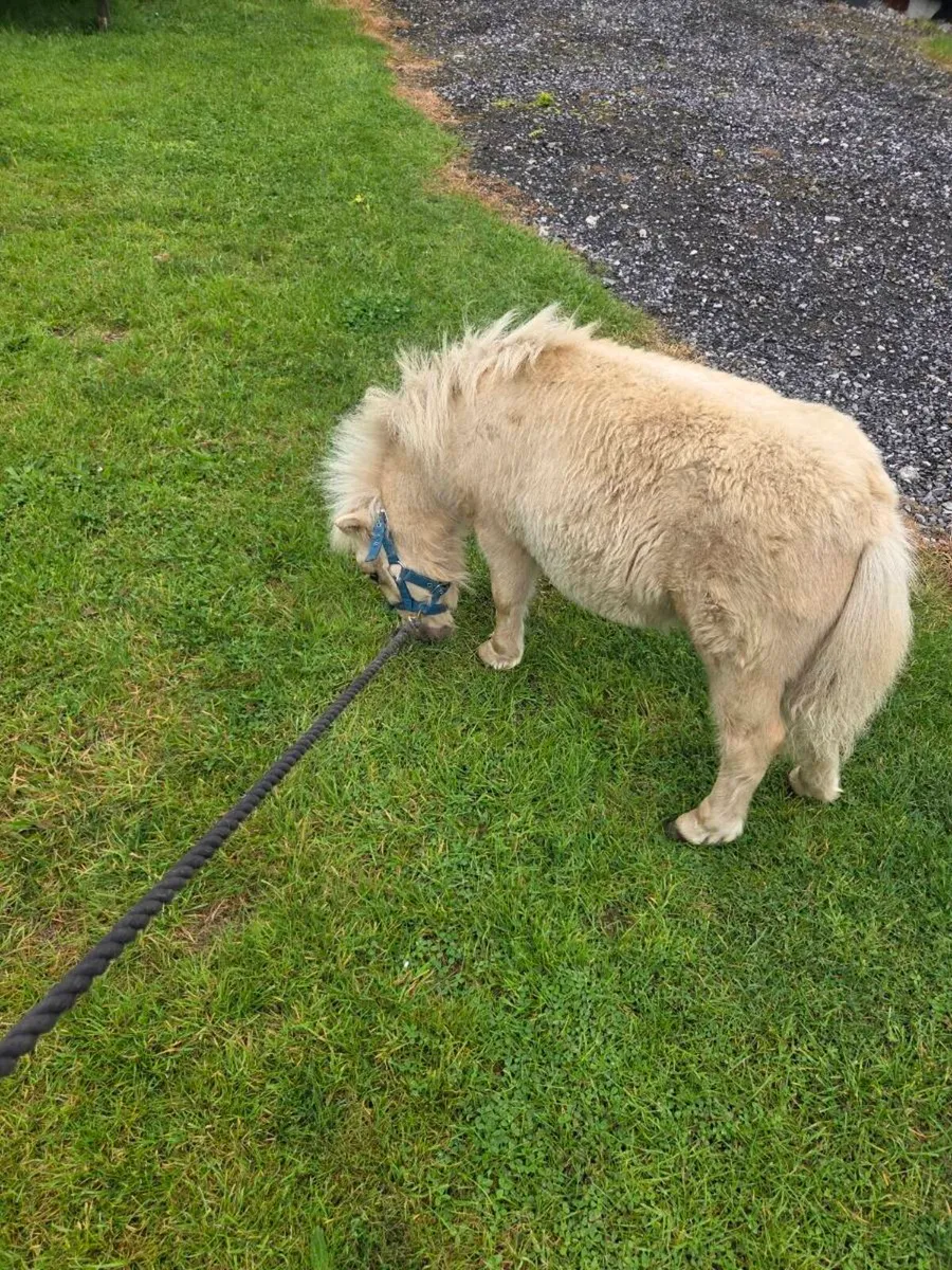 Miniature Colt Foal. - Image 1